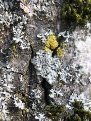 Phaeophyscia orbicularis