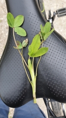 Trifolium hybridum
