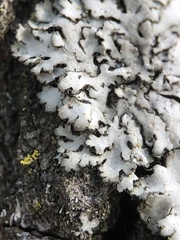 Phaeophyscia orbicularis