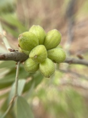 Andricus quercusformosus