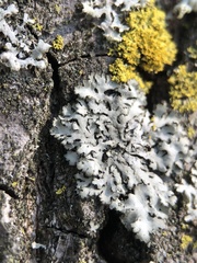 Phaeophyscia orbicularis