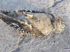 Melanerpes chrysogenys