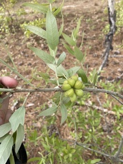 Andricus quercusformosus