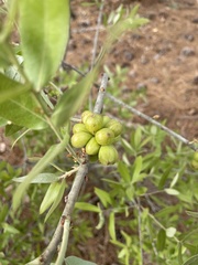 Andricus quercusformosus