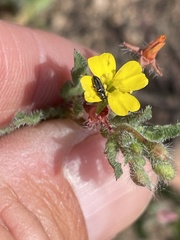 Camissoniopsis robusta