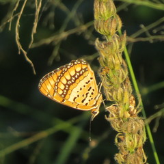 Byblia