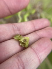 Andricus quercusformosus