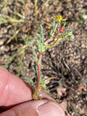 Camissoniopsis robusta