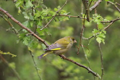 Chloris chloris