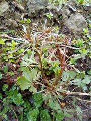 Ranunculus cassubicus