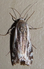 Tarache augustipennis