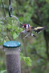 Carduelis carduelis
