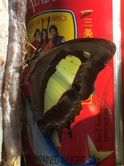 Polyura