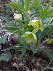 Helleborus dumetorum