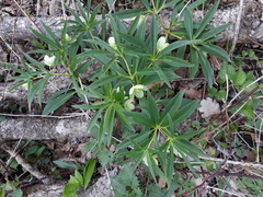 Helleborus dumetorum