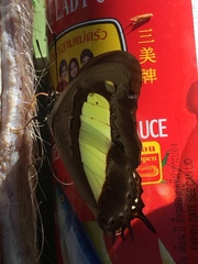 Polyura