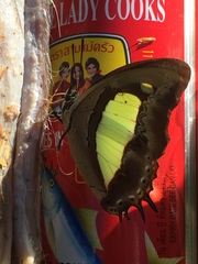 Polyura