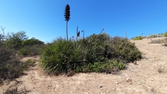 Puya chilensis