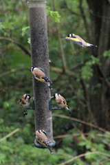 Carduelis carduelis