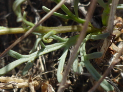 Leptosyne calliopsidea