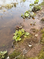 Rumex aquaticus