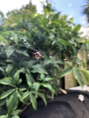 Gasteracantha cancriformis