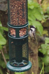 Periparus ater