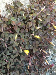 Oxalis corniculata