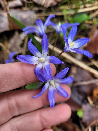 Scilla forbesii