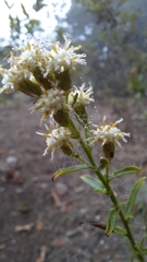 Baccharis racemosa
