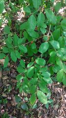 Erythroxylum pelleterianum