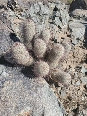 Mammillaria grahamii