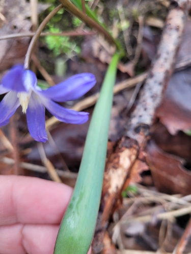Scilla forbesii
