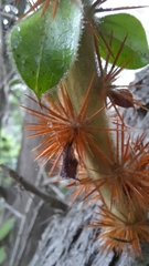 Archidasyphyllum excelsum