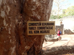 Combretum schumannii