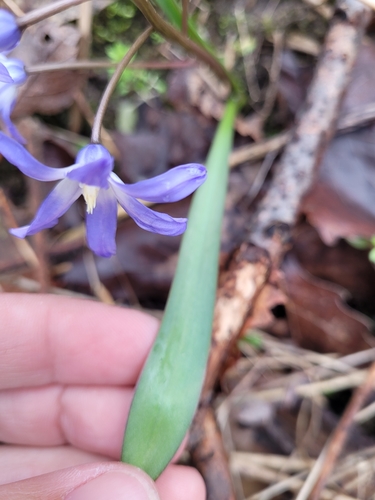Scilla forbesii