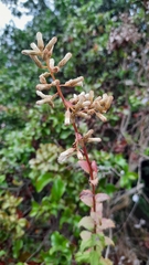 Baccharis racemosa