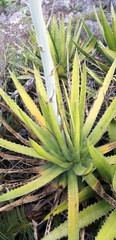 Agave univittata