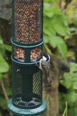 Periparus ater