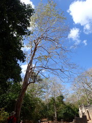 Combretum schumannii