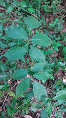Dahlstedtia floribunda