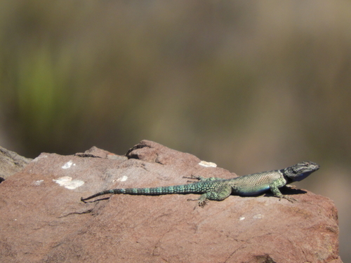 Sceloporus ornatus