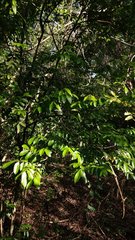 Diatenopteryx sorbifolia