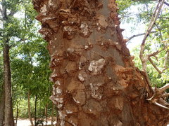 Zanthoxylum holtzianum