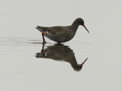 Tringa totanus