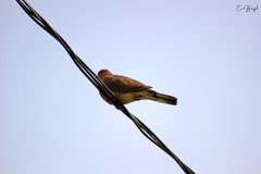 Streptopelia senegalensis