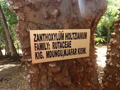 Zanthoxylum holtzianum