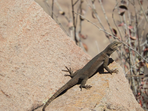 Ornate Spiny Lizard