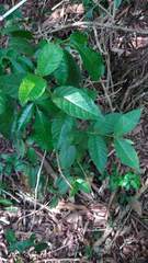 Campomanesia guazumifolia