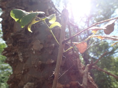 Zanthoxylum holtzianum